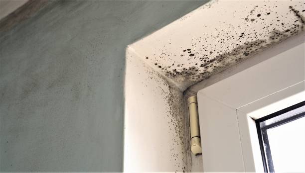 Mold Documentation for Insurance Claims in Midway South, TX